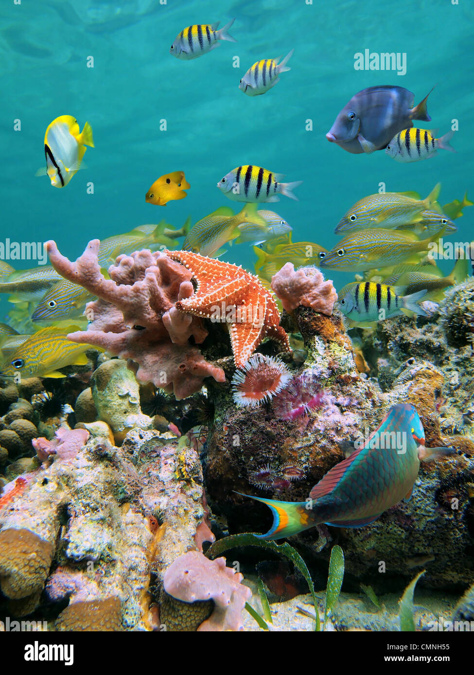 A shoal of colorful tropical fish with a starfish, sponges and marine worms in a coral reef of the Caribbean sea Stock Photo