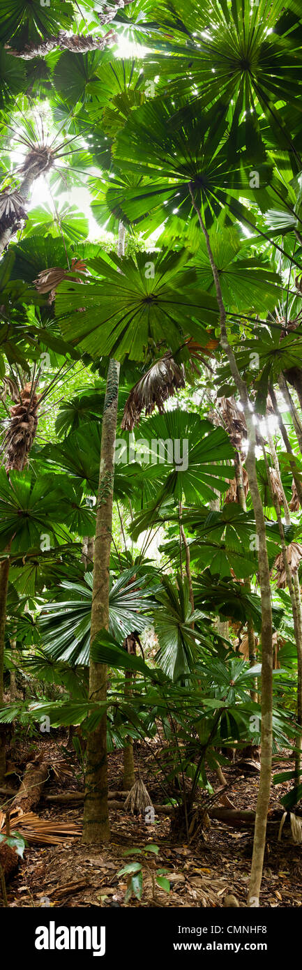 Licuala palm forest at Cape Tribulation, Daintree National Park, Queensland, Australia Stock Photo