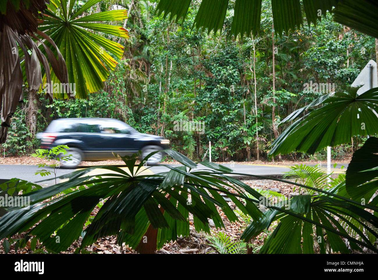 Car driving on rainforest road in Daintree National Park, Queensland