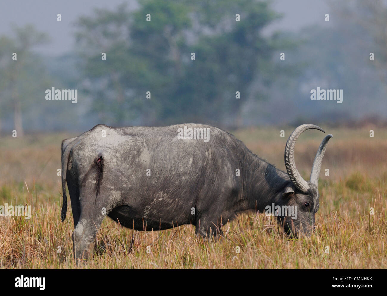 wild water buffalo (Bubalus arnee) Stock Photo