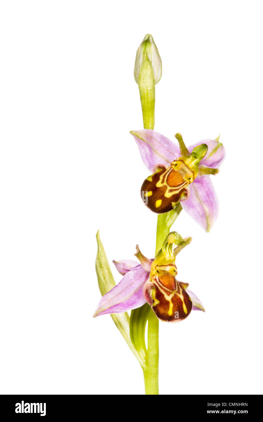 Bee orchid in flower, photographed against a white background. Peak District National Park, Derbyshire, UK. June. Stock Photo