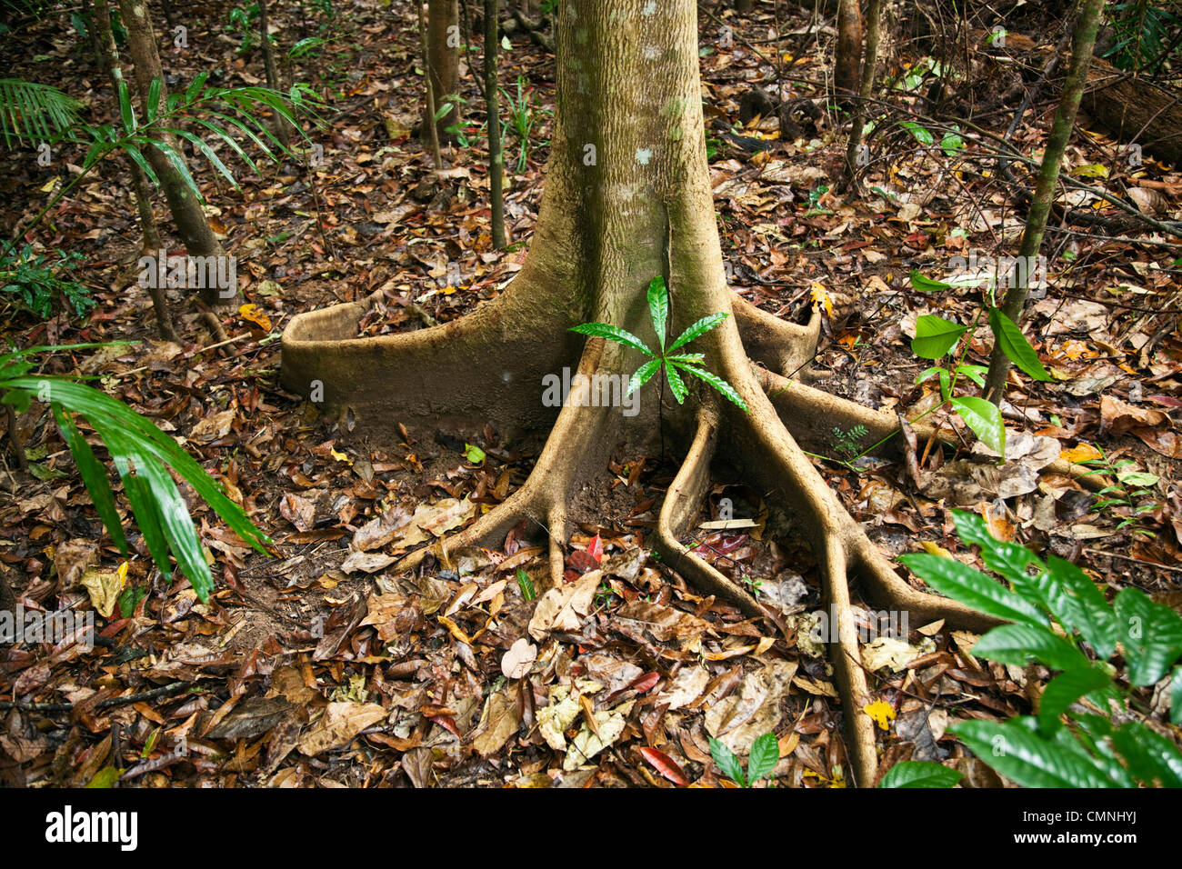 Butress roots of a rainforest tree. Daintree National Park, Queensland