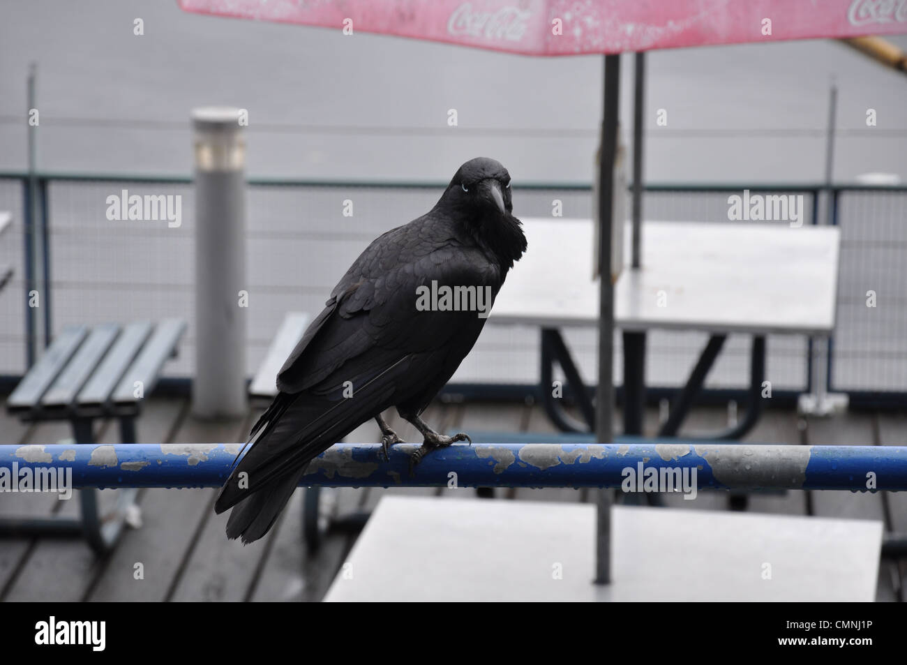 Crow starring Stock Photo