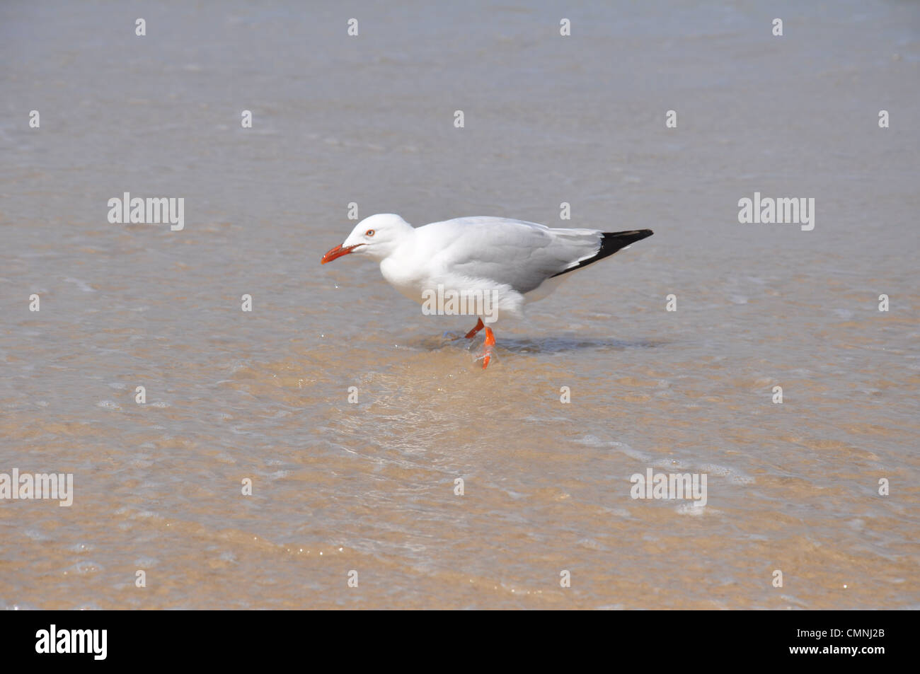 Seagull taking a rest on the seashore Stock Photo