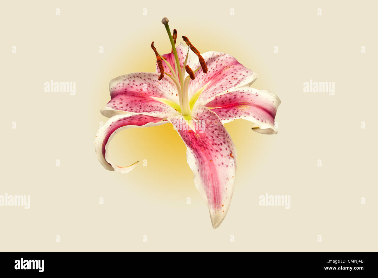Pink Star Gazer Iris Flower Stock Photo