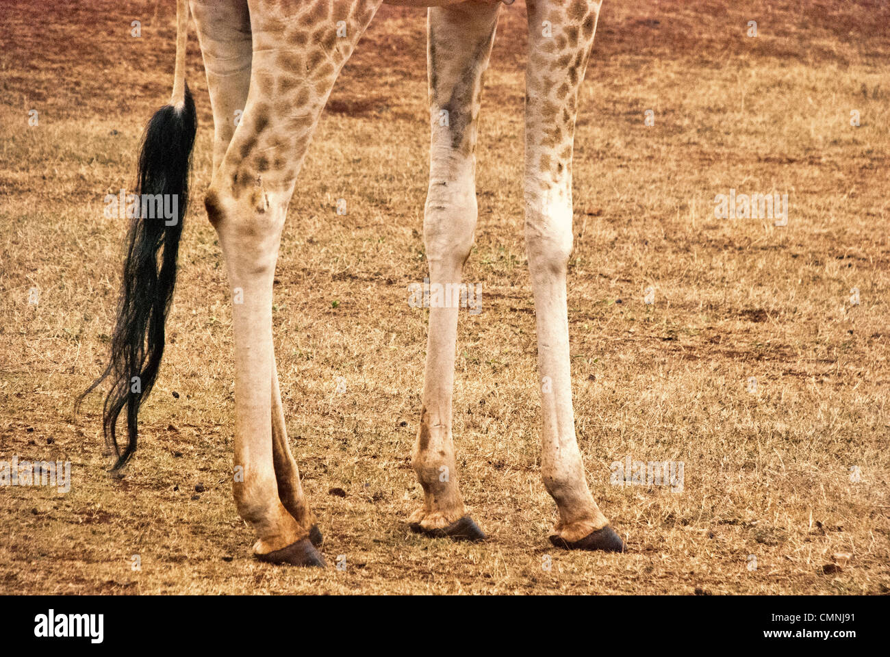 White stockings on the legs of a Rothschild Giraffe, Giraffa camelopardalis rothschild, Giraffe Manor, Nairobi, Kenya, Africa Stock Photo