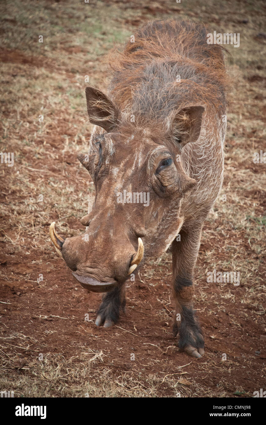 Close Up of a Warthog, Phacochoerus africanus, Giraffe Manor, Nairobi, Kenya, Africa Stock Photo