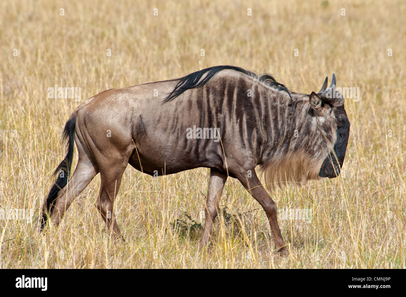 Profile side view africa african hi-res stock photography and images ...