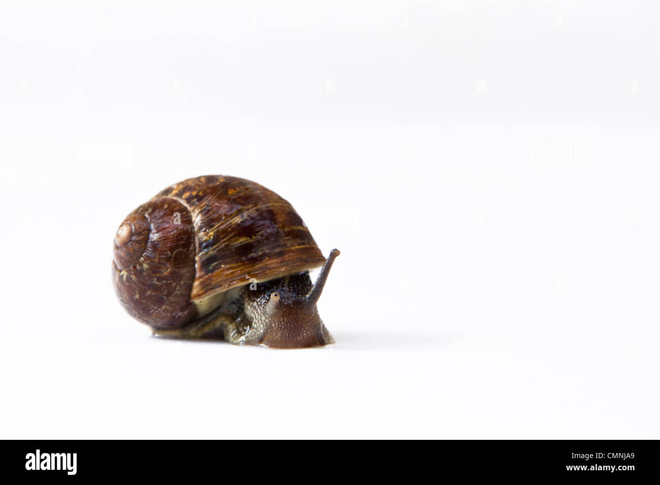 A common brown garden snail in its spiral shell with eye-tentacles ...