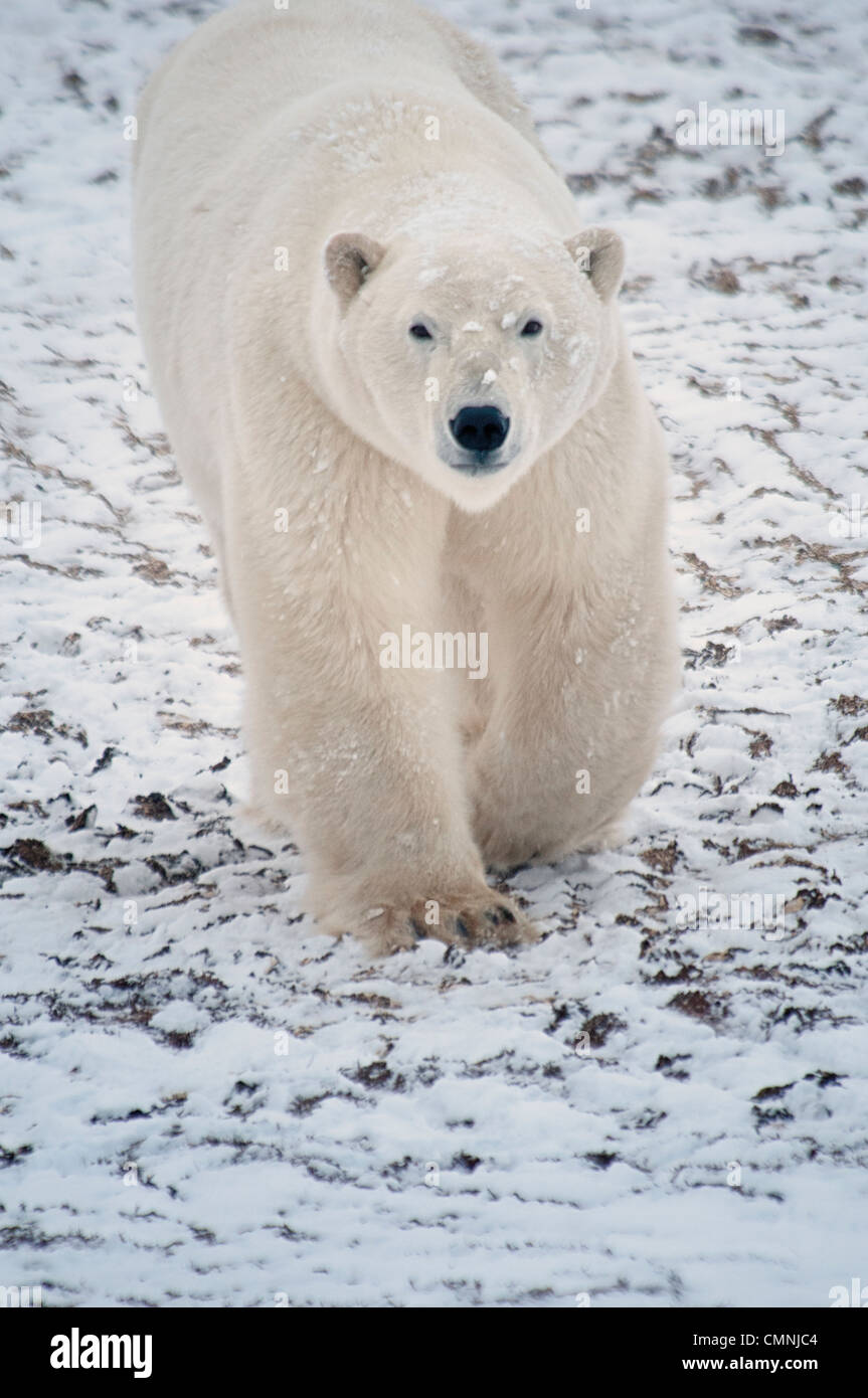 Polar Bear walking towards the camera, Ursus maritimus, Wapusk National Park, near Hudson Bay, Cape Churchill, Manitoba, Canada Stock Photo