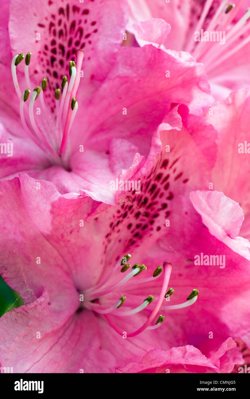 Close up of pink azalea in full bloom in Spring with stamens facing upwards Stock Photo