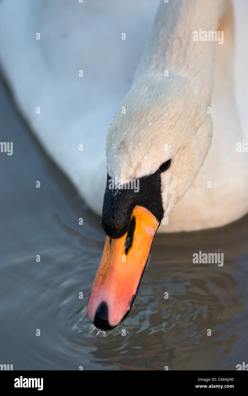 Close up of Mute swan feeding or drinking in water with water droplets on neck Stock Photo