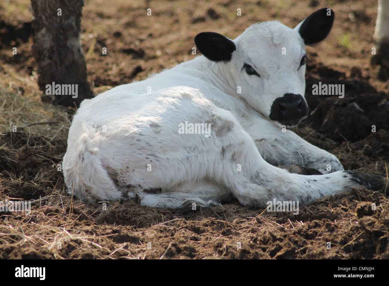 White Cow With Calf
