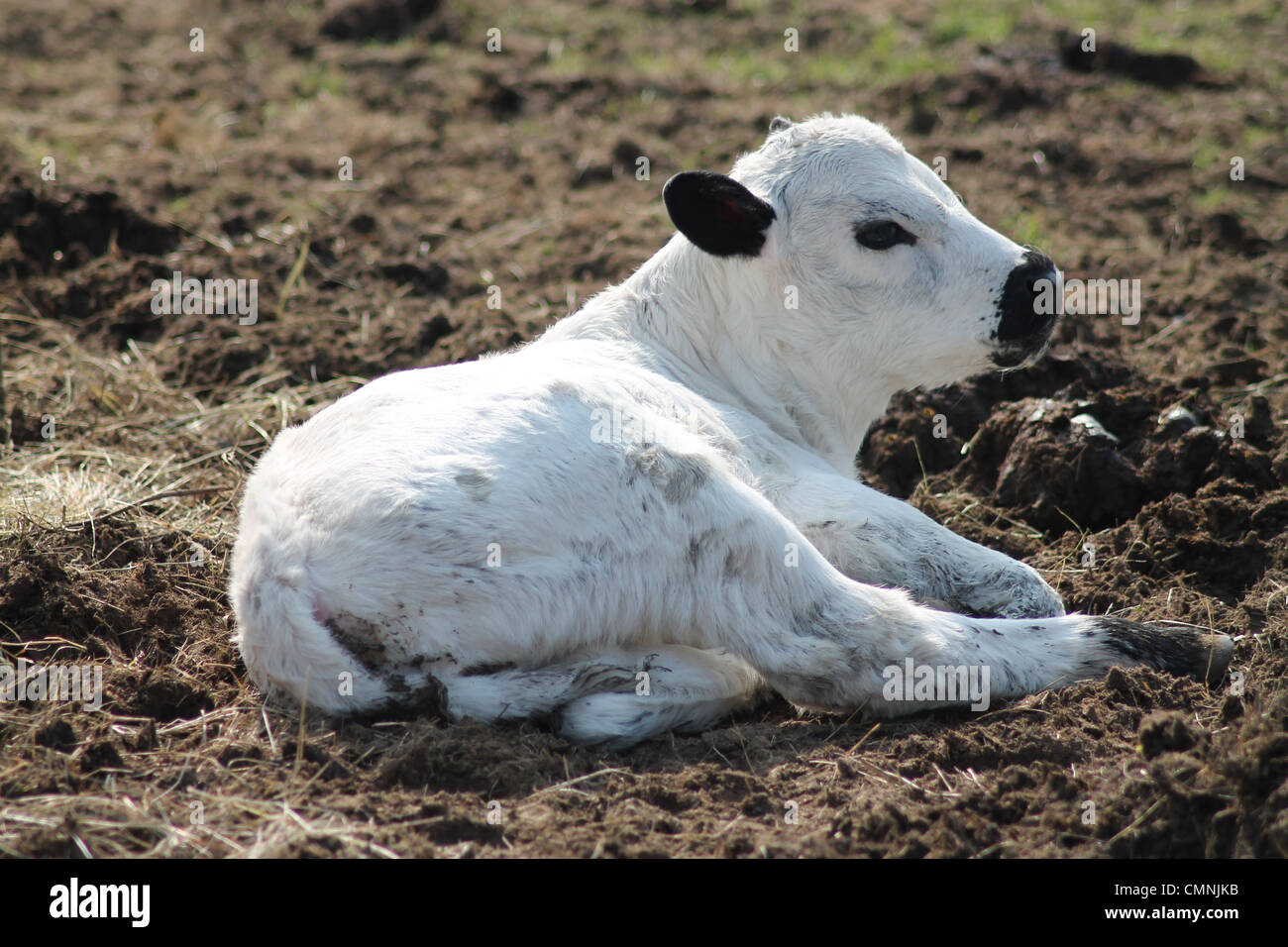 Ancient British white cow's calf Stock Photo Alamy