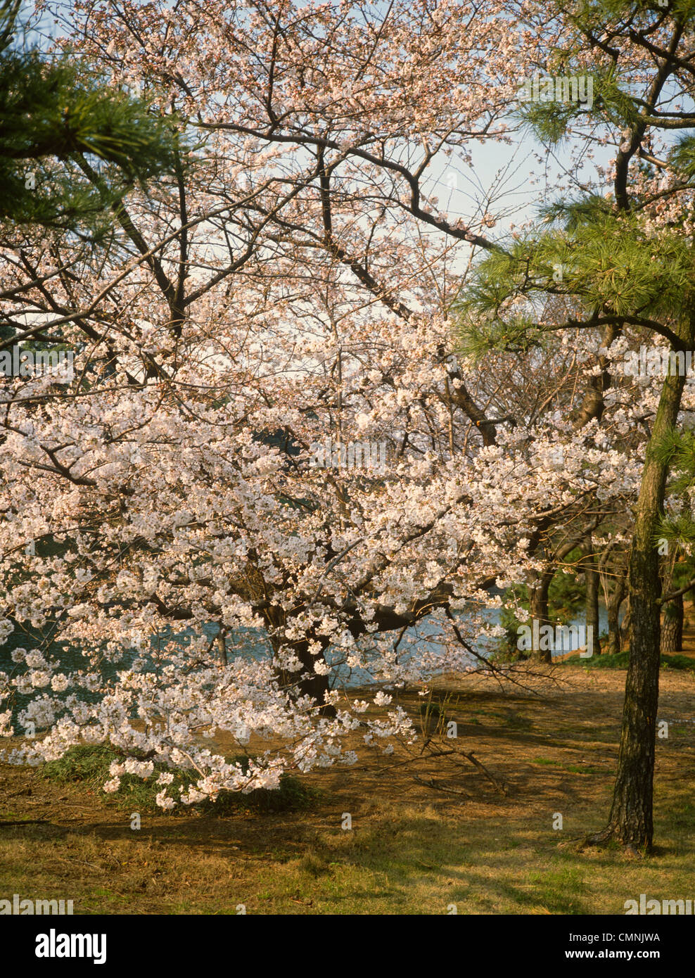 Japan tokyo imperial palace hi-res stock photography and images - Alamy