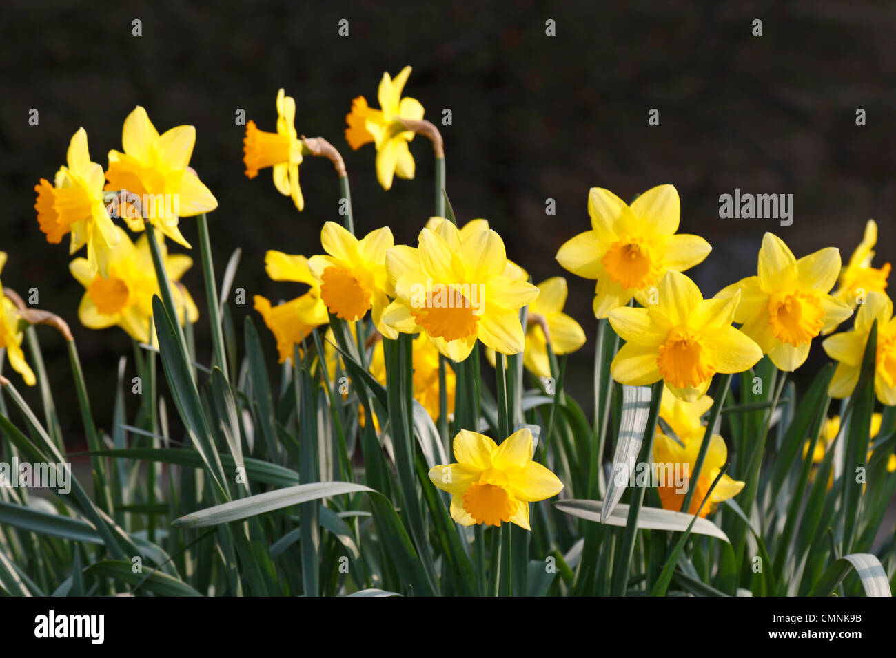 Daffodils against a dark background Stock Photo
