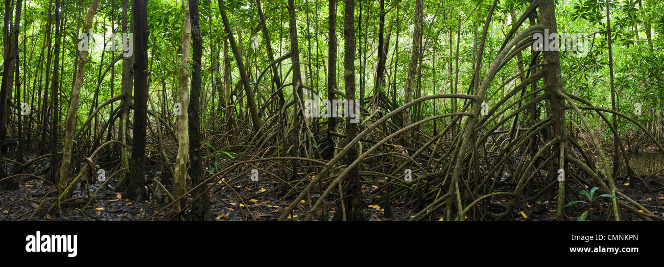 Mangrove forest. Daintree National Park, Queensland, Australia Stock Photo