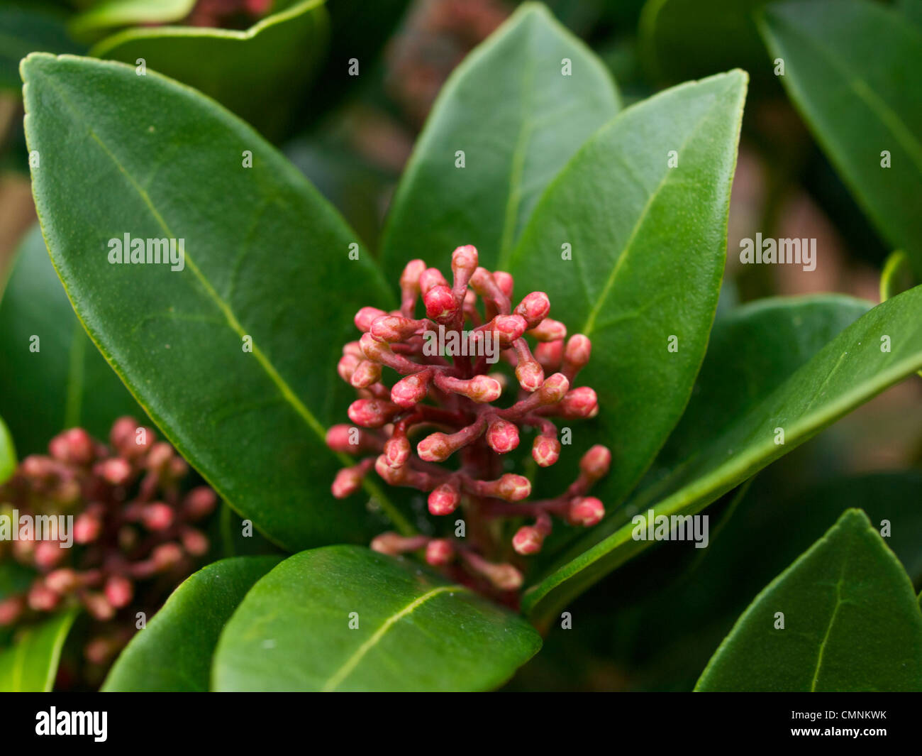 Skimmia japonica Olympic Flame flowers in bud Stock Photo