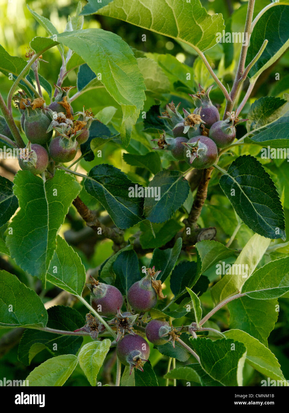 Newly formed Discovery apples on a tree Stock Photo