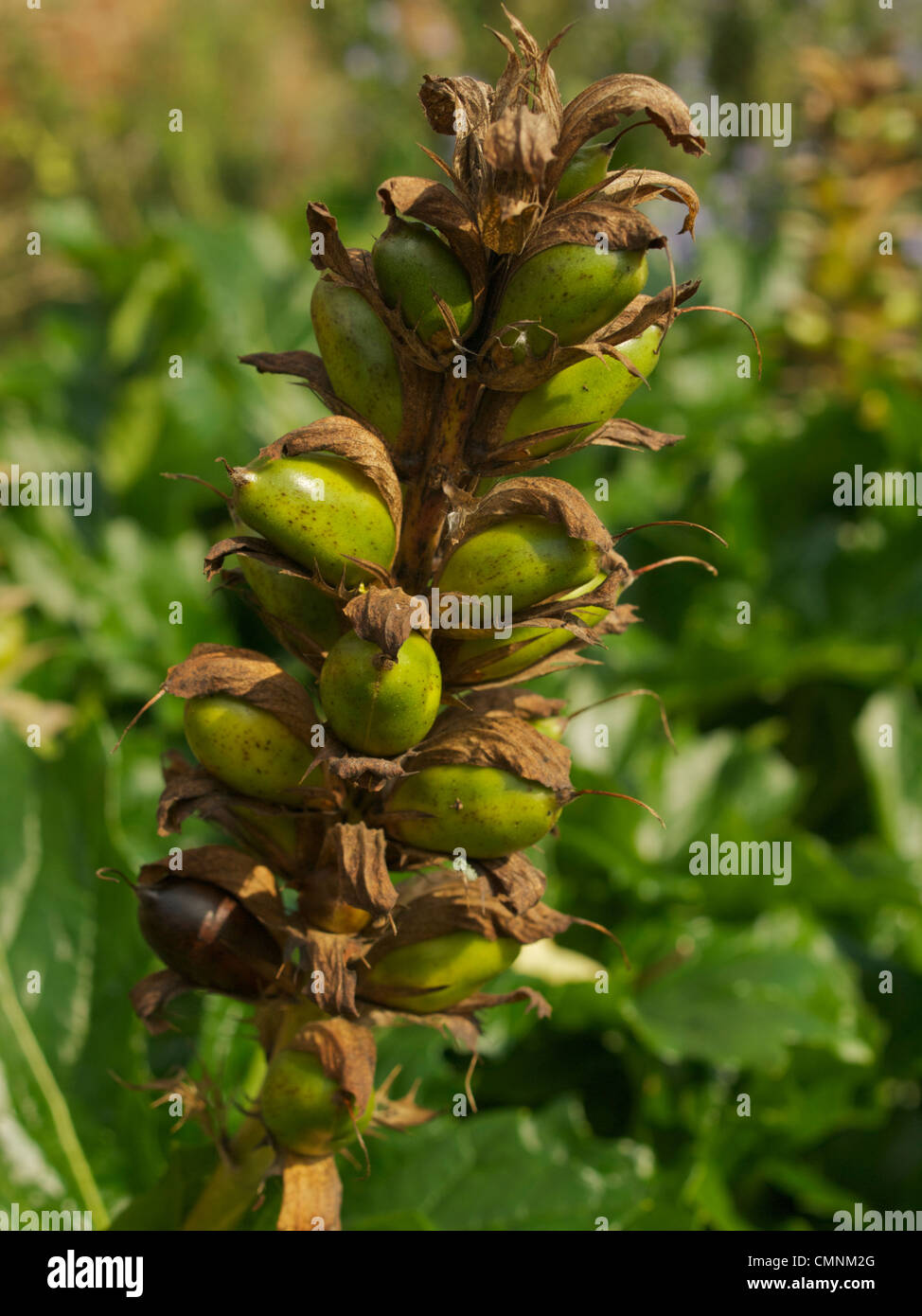 A tall Acanthus spinosus seed head in September Stock Photo