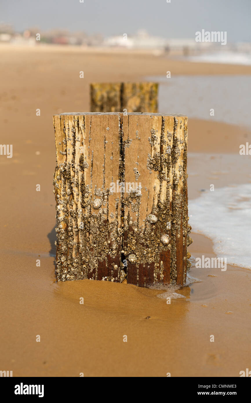 Barnacles and Common Limpets (Patella vulgata) on sea groynes at Lowestoft, Suffolk Stock Photo