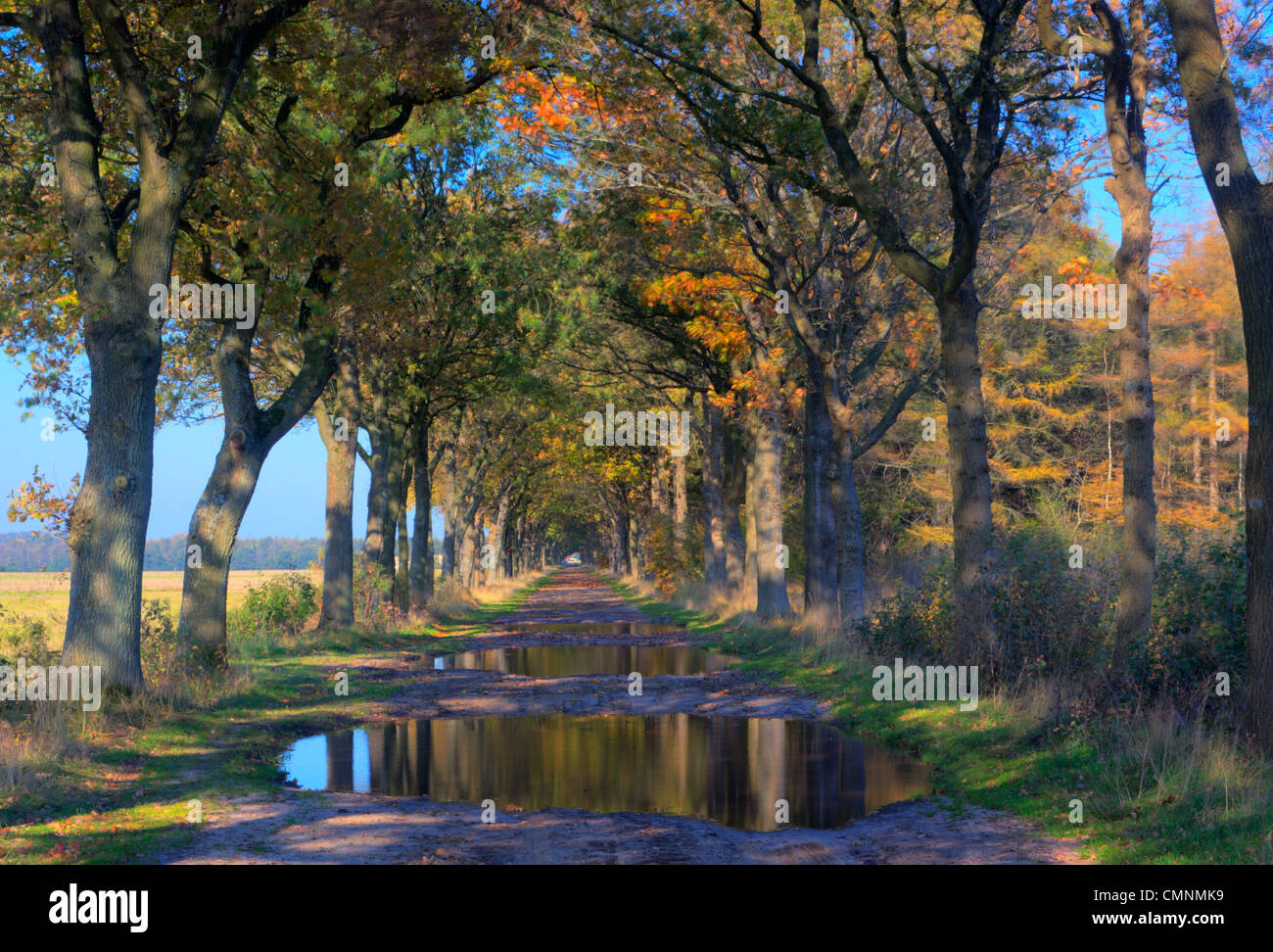 Muddy country road in autumn, oaks in autumn colors on both sides Stock Photo