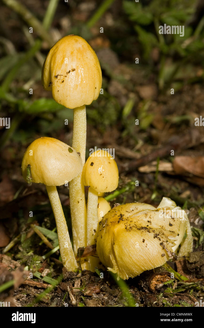 Some young Yellow fieldcaps (Bolbitius vitellinus). Stock Photo