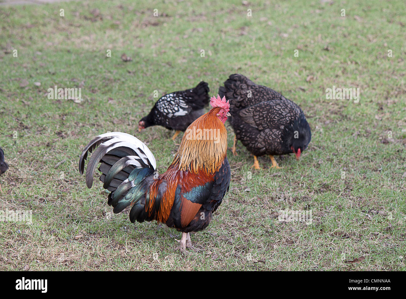 Cockerel and Hens Stock Photo