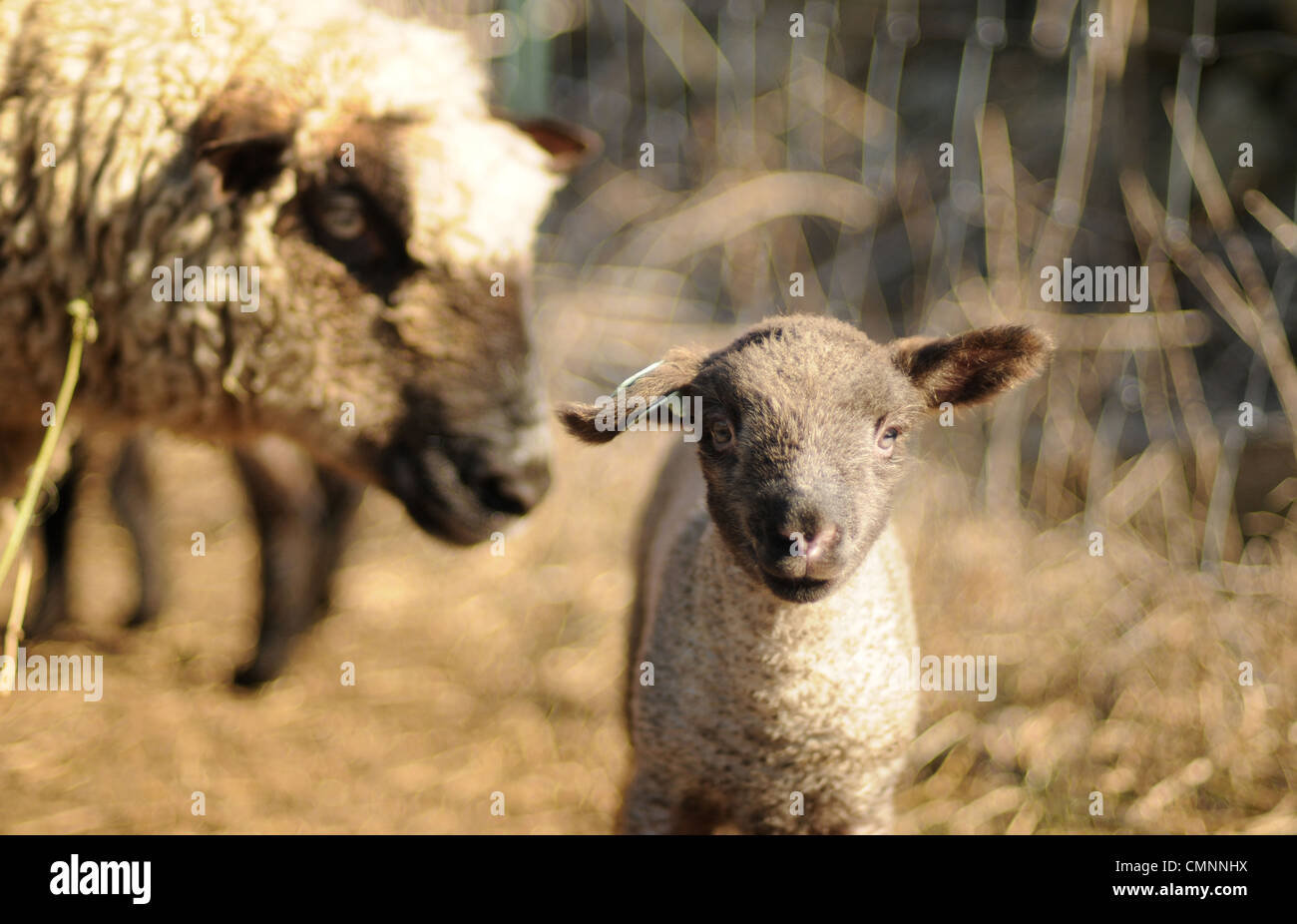 Week old lamb hires stock photography and images Alamy