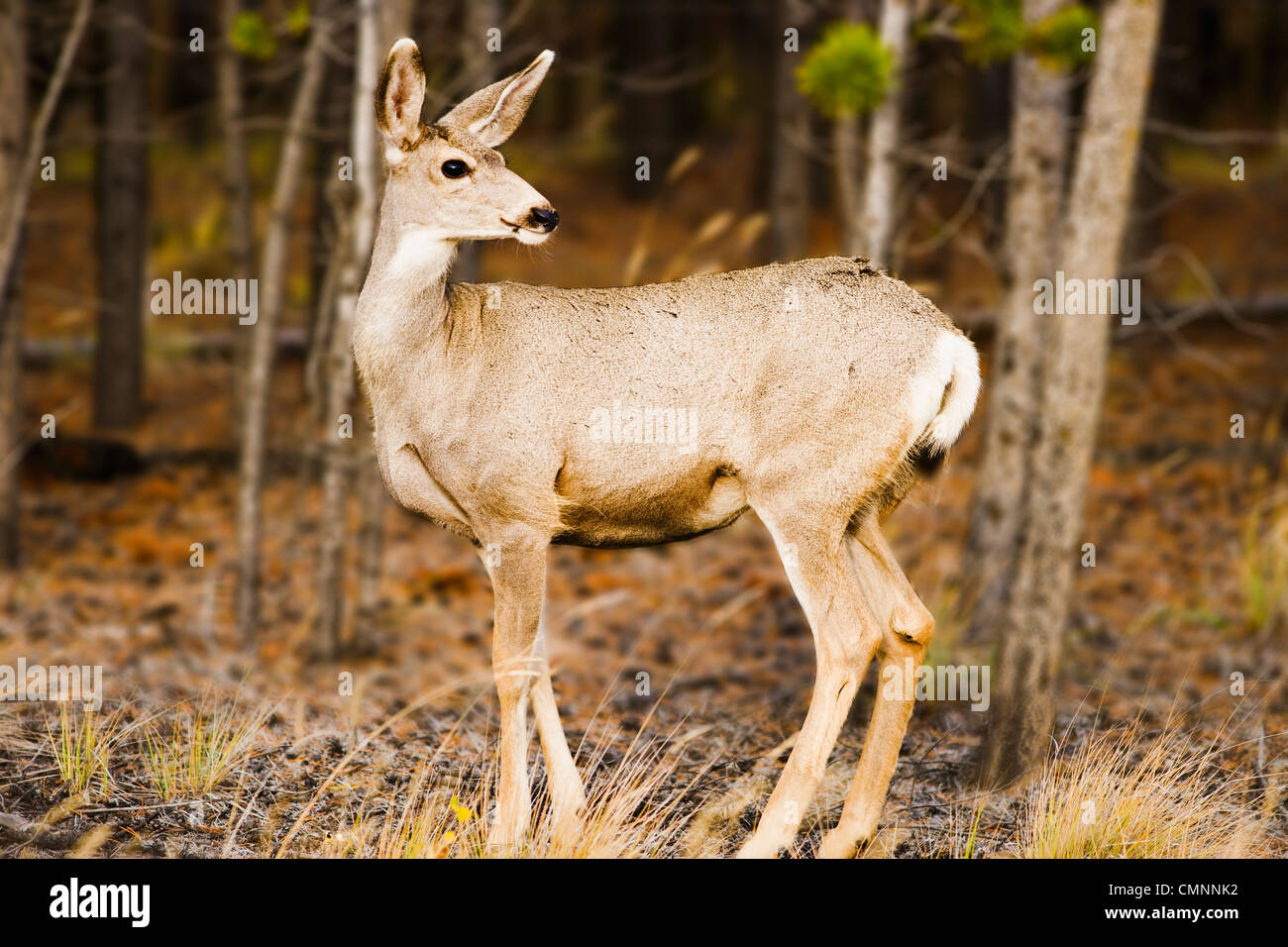Deer along Klondike highway, Yukon Stock Photo