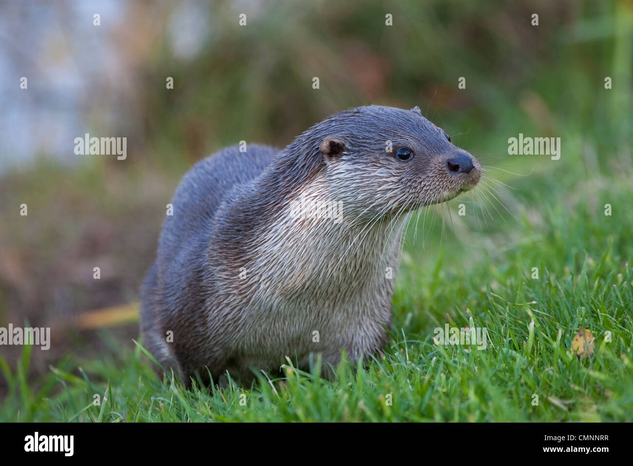 European Otter (Lutra lutra) with wet fur exiting a river Stock Photo
