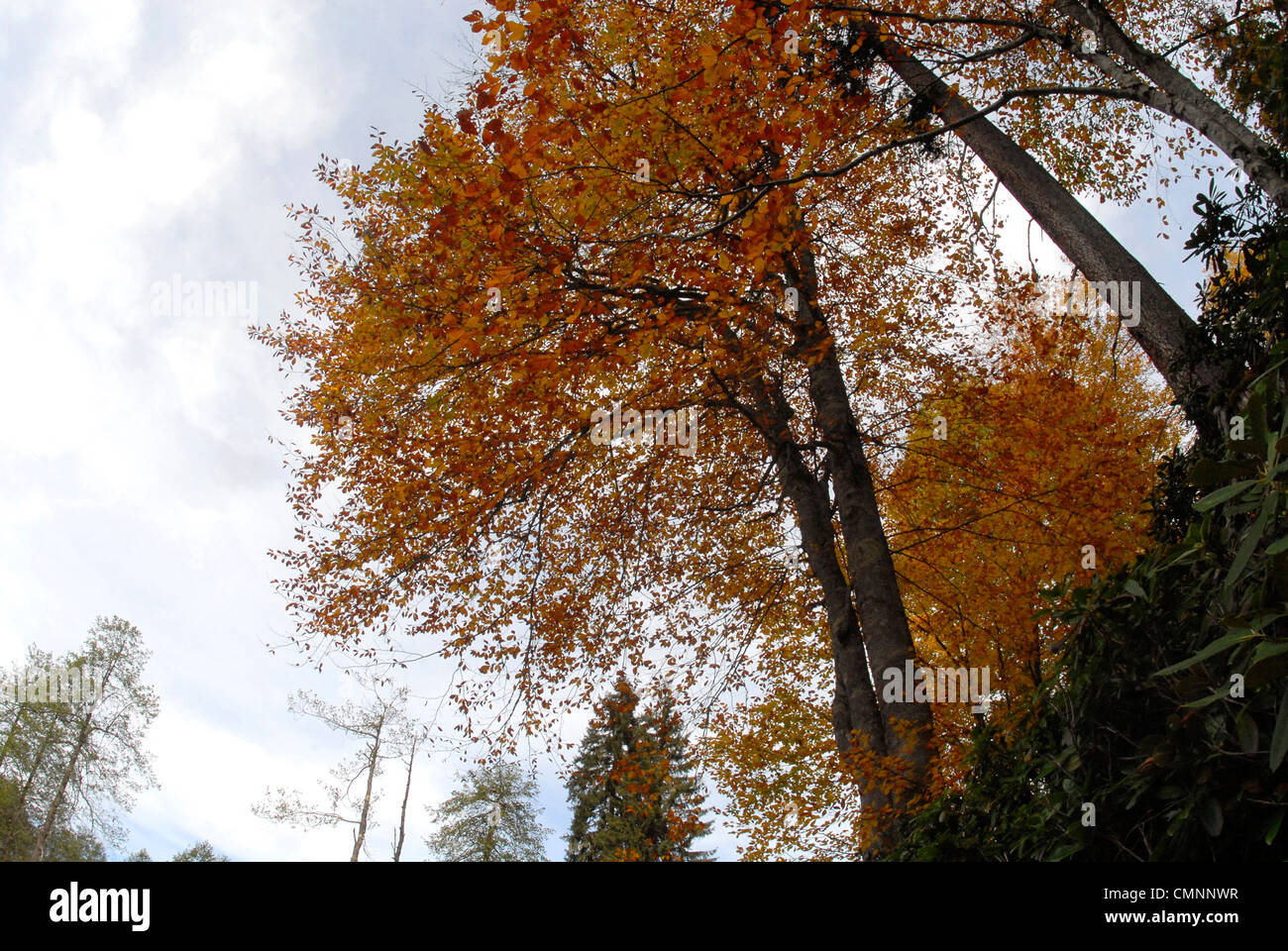 trees in autumn Stock Photo - Alamy