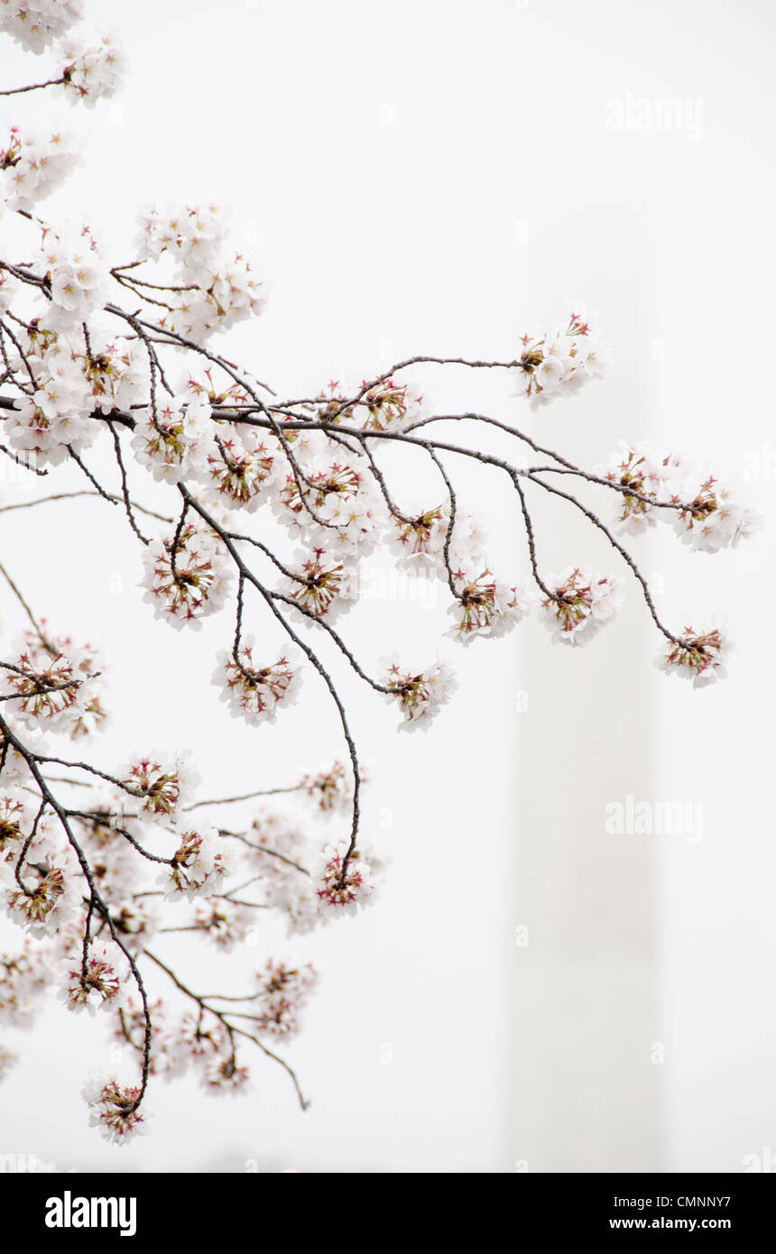 WASHINGTON, DC - The Yoshino Cherry Blossoms around the Tidal Basin this year celebrate their 100th anniversary of the first planting in 1912. With the unseasonably warm winter, the peak bloom has come very early this year. In this photo taken on March 18, 2012, the blossoms are in peak bloom. In the background, the Stock Photo