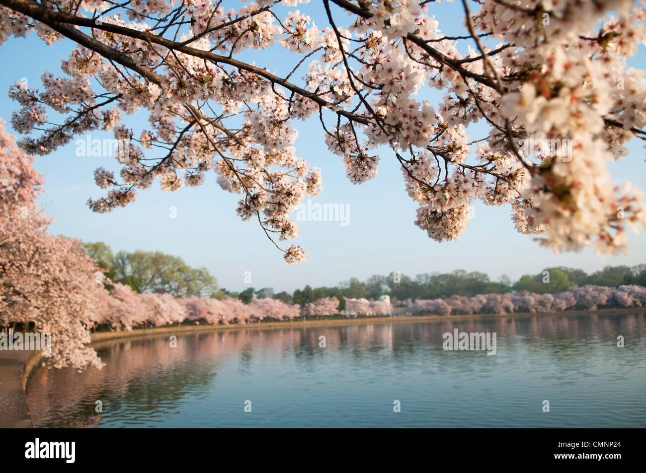 Planting Cherry Trees Washingotn Hi res Stock Photography And Images