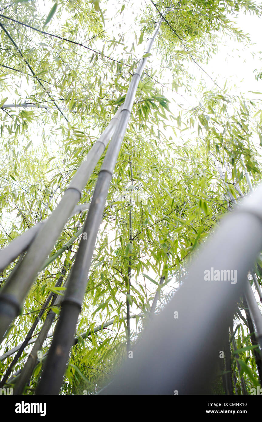 Bamboo, Chinese Classical Garden, Vancouver, British Columbia Stock