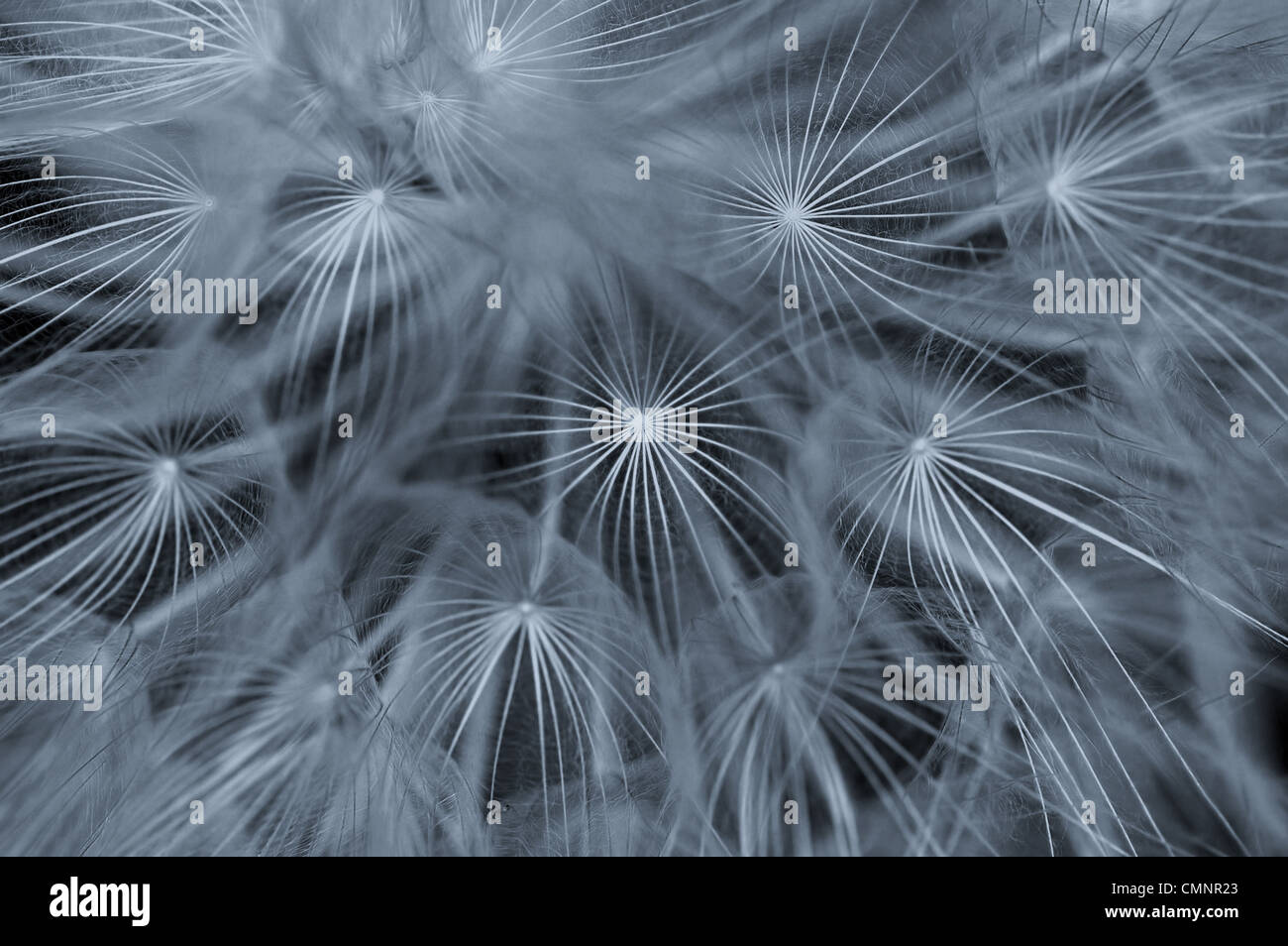 Dandelion plant macro abstract background. Selective focus. Stock Photo