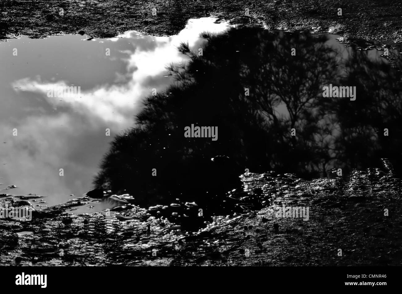Trees and moody sky reflected in muddy water. Black and white. Stock Photo