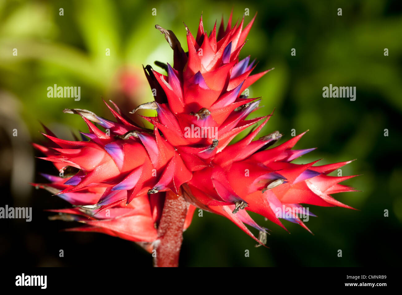 Aechmea bromelia hi-res stock photography and images - Alamy