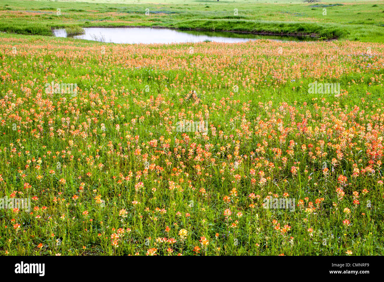 Field of Indian Paintbrush and other wildflowers near Whitehall, Texas. Stock Photo