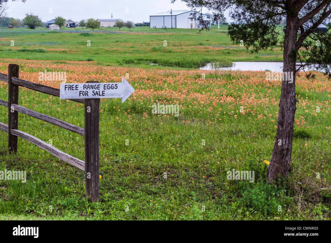 Sign indicating eggs for sale near a field of Indian Paintbrush wildflowers near Whitehall, Texas. Stock Photo