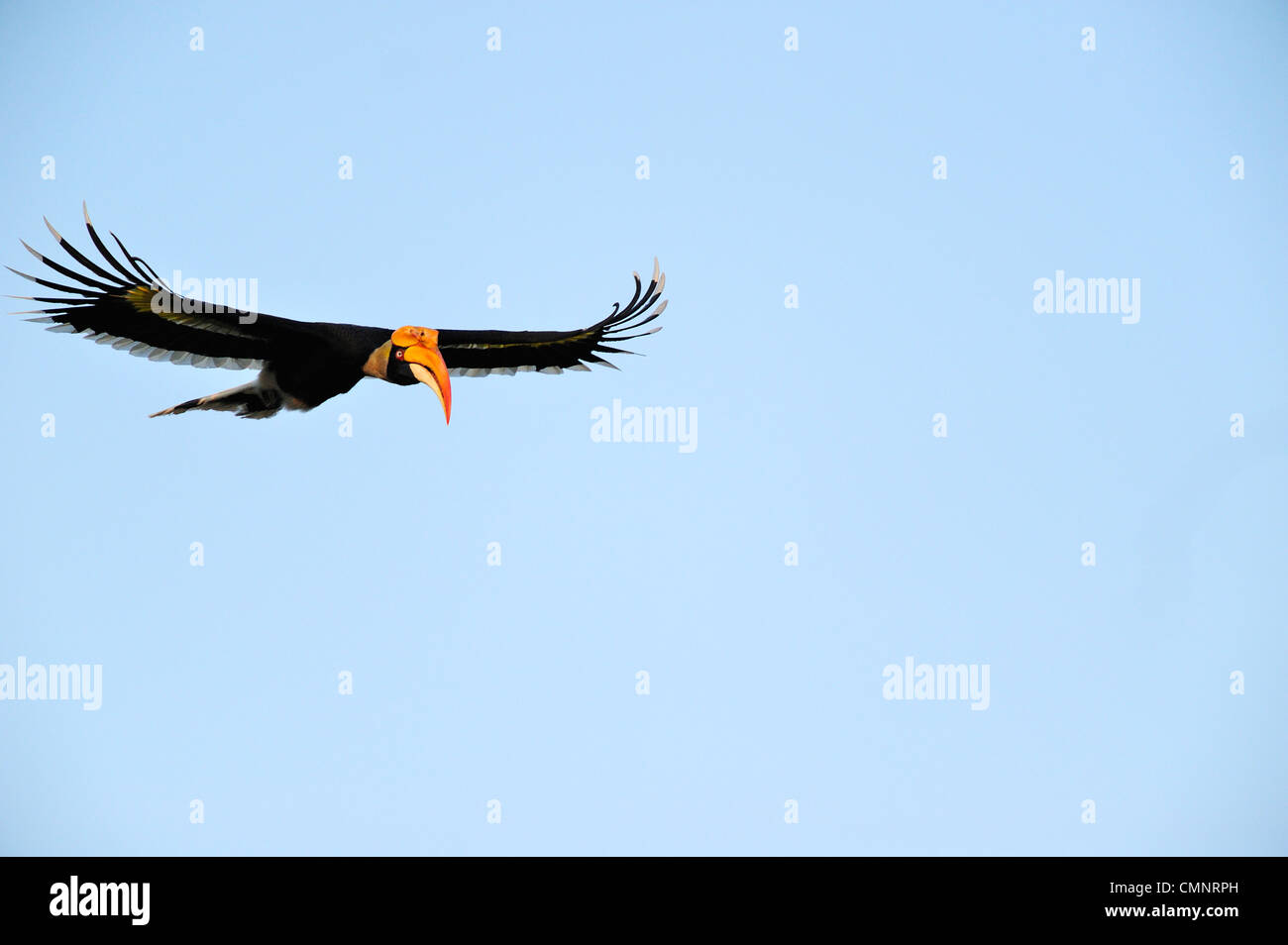 Great Hornbill,Buceros bicornis Stock Photo