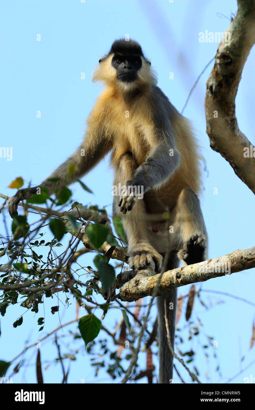 Capped Langur (Trachypithecus pileatus Stock Photo Alamy