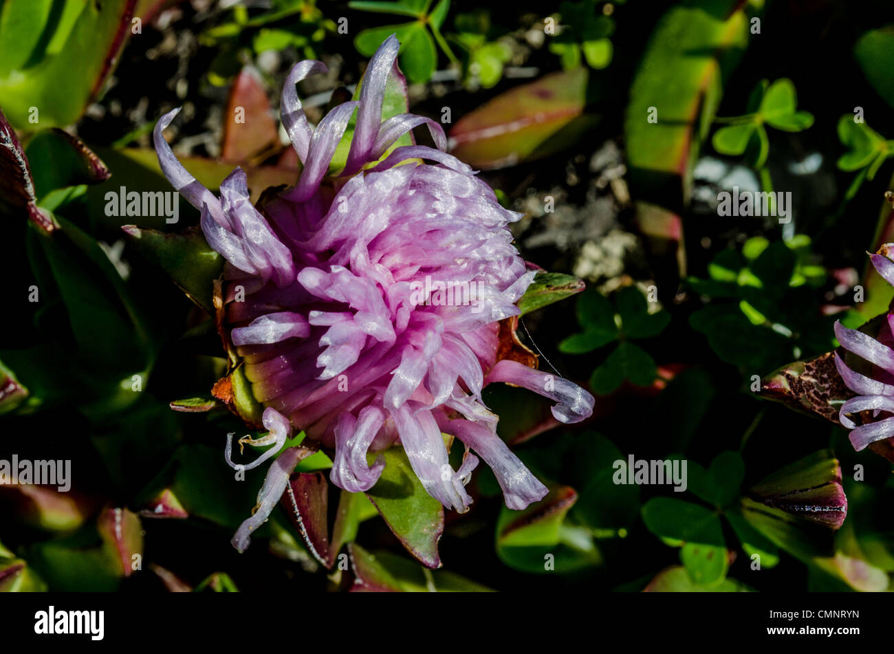 Ice plant flower blooming. Stock Photo