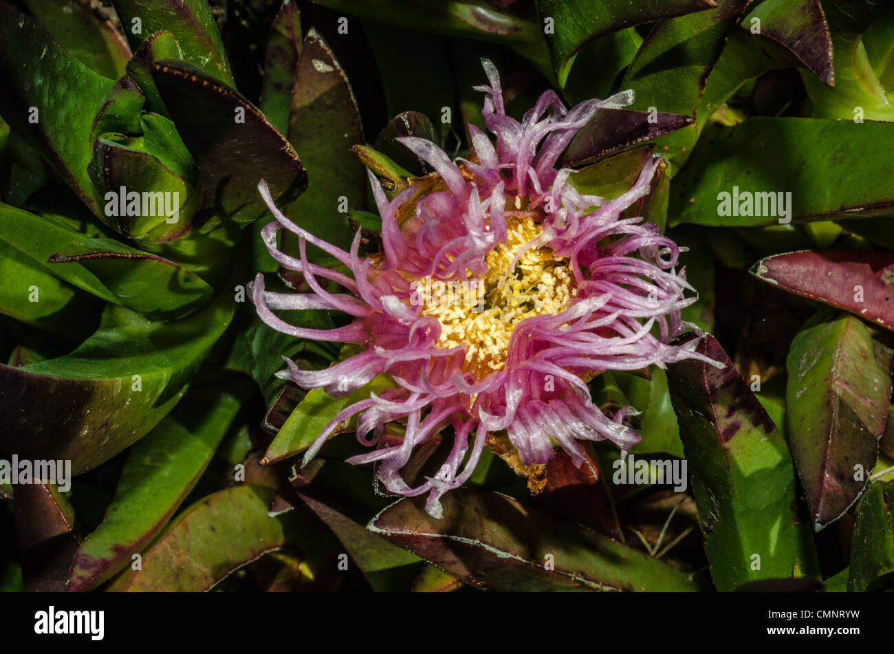 Ice plant flower blooming. Stock Photo