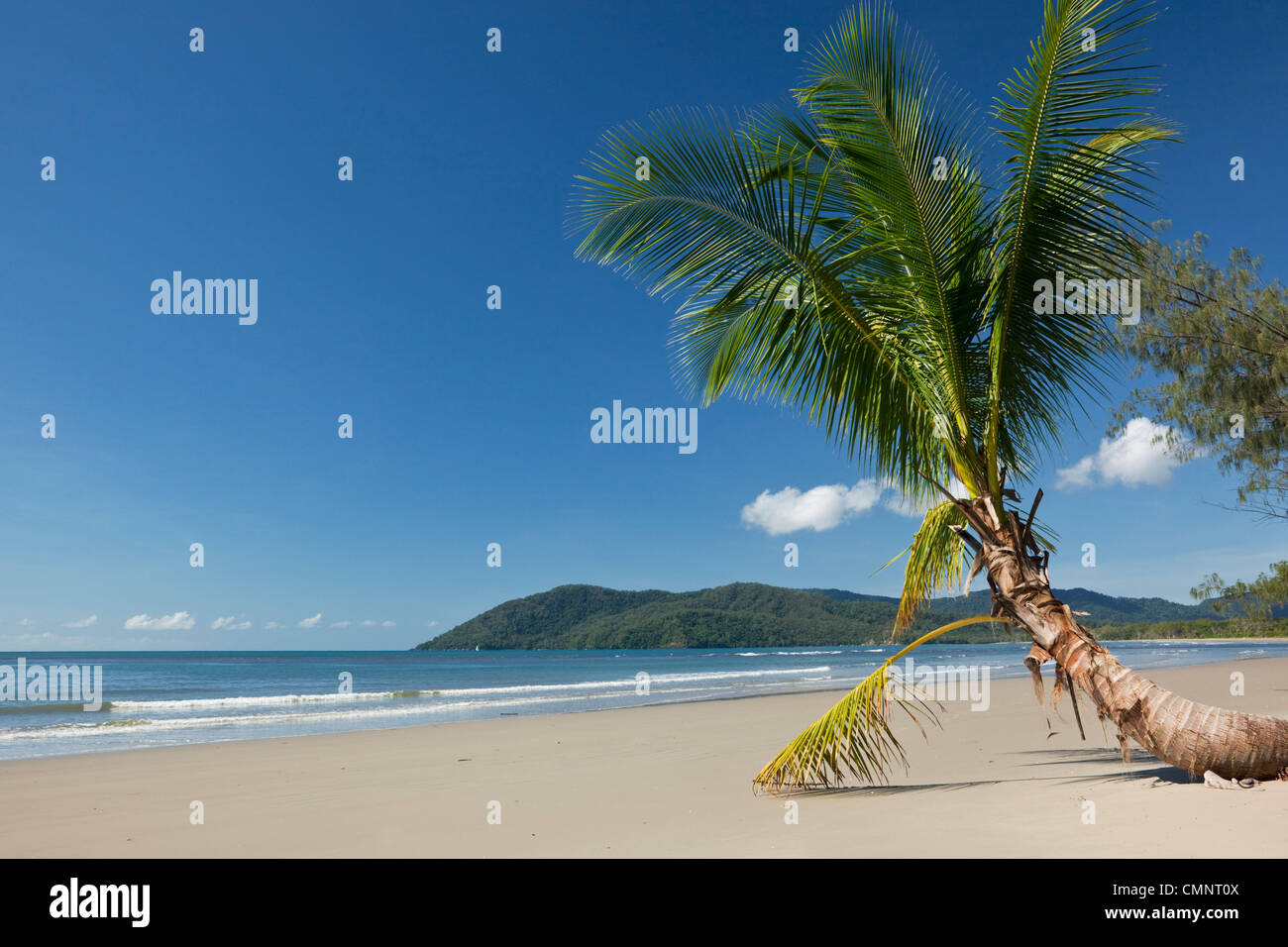 Coconut palm on Thornton Beach. Daintree National Park, Daintree