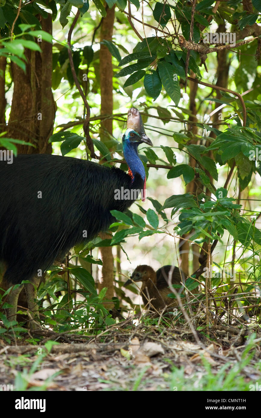 Southern Cassowary (Casuarius casuarius) in the rainforests of Daintree National Park, Queensland, Australia Stock Photo