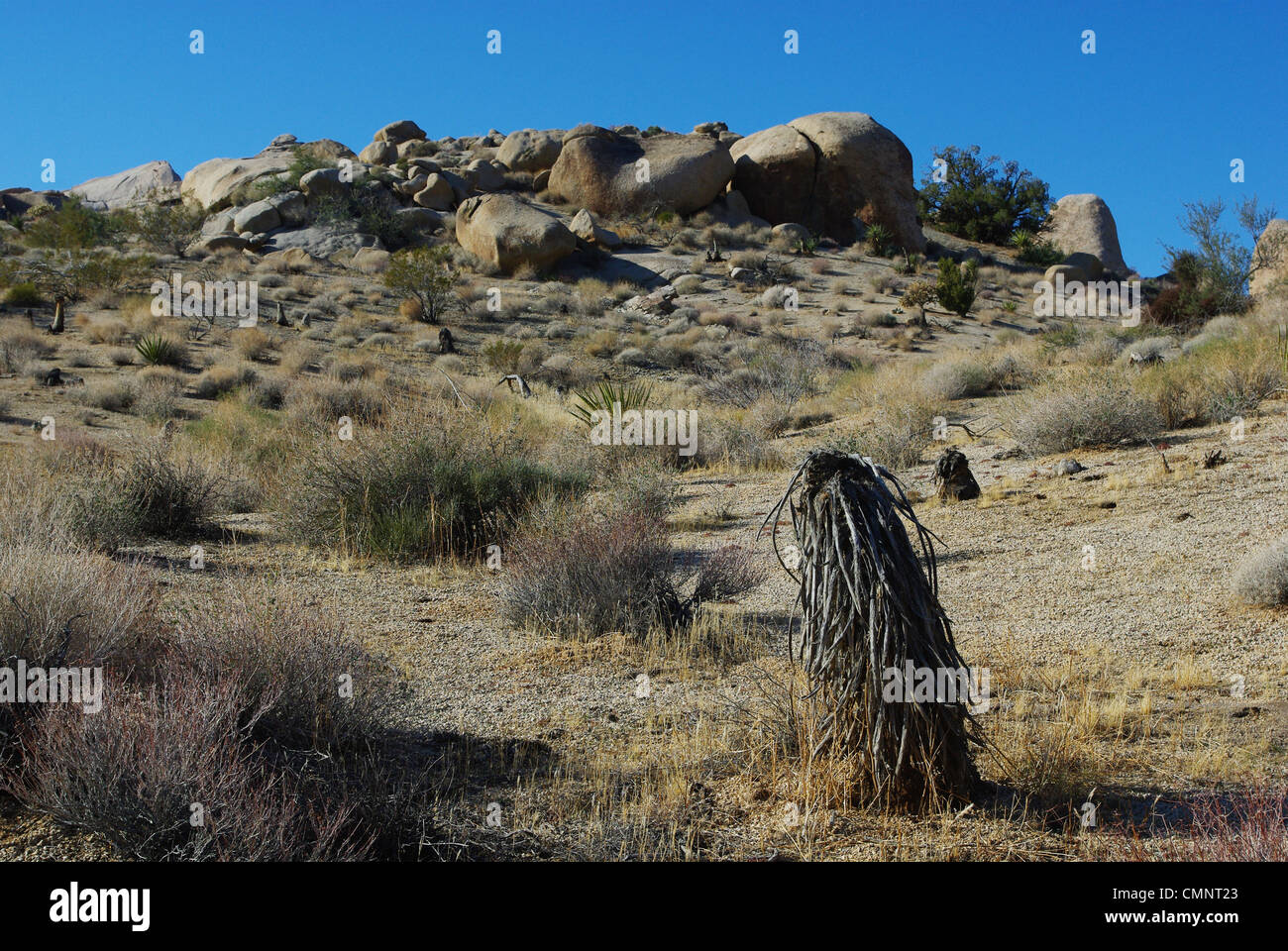 Peculiar plant and rock formations under blue skies on the way to