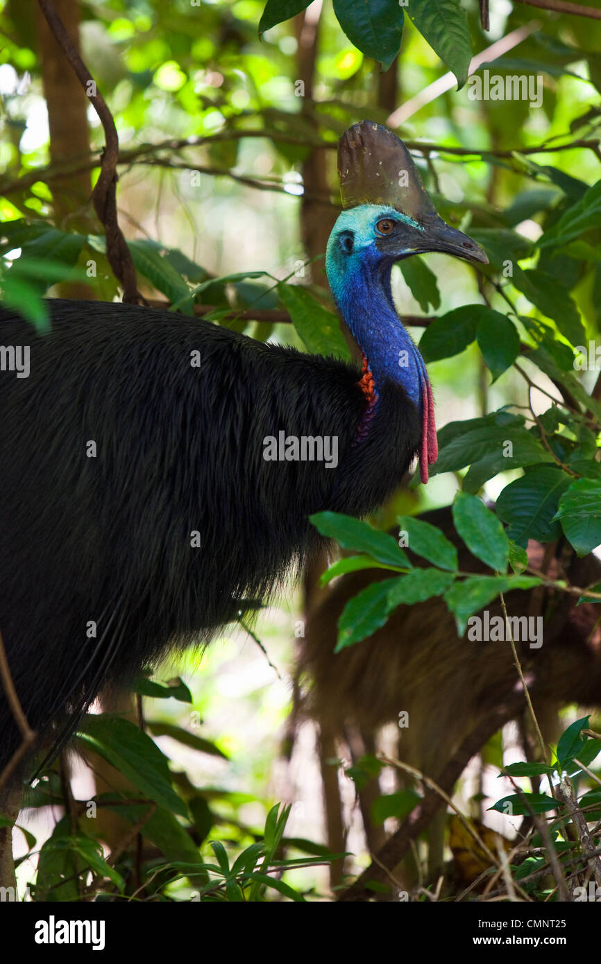 Daintree rainforest animals hires stock photography and images Alamy
