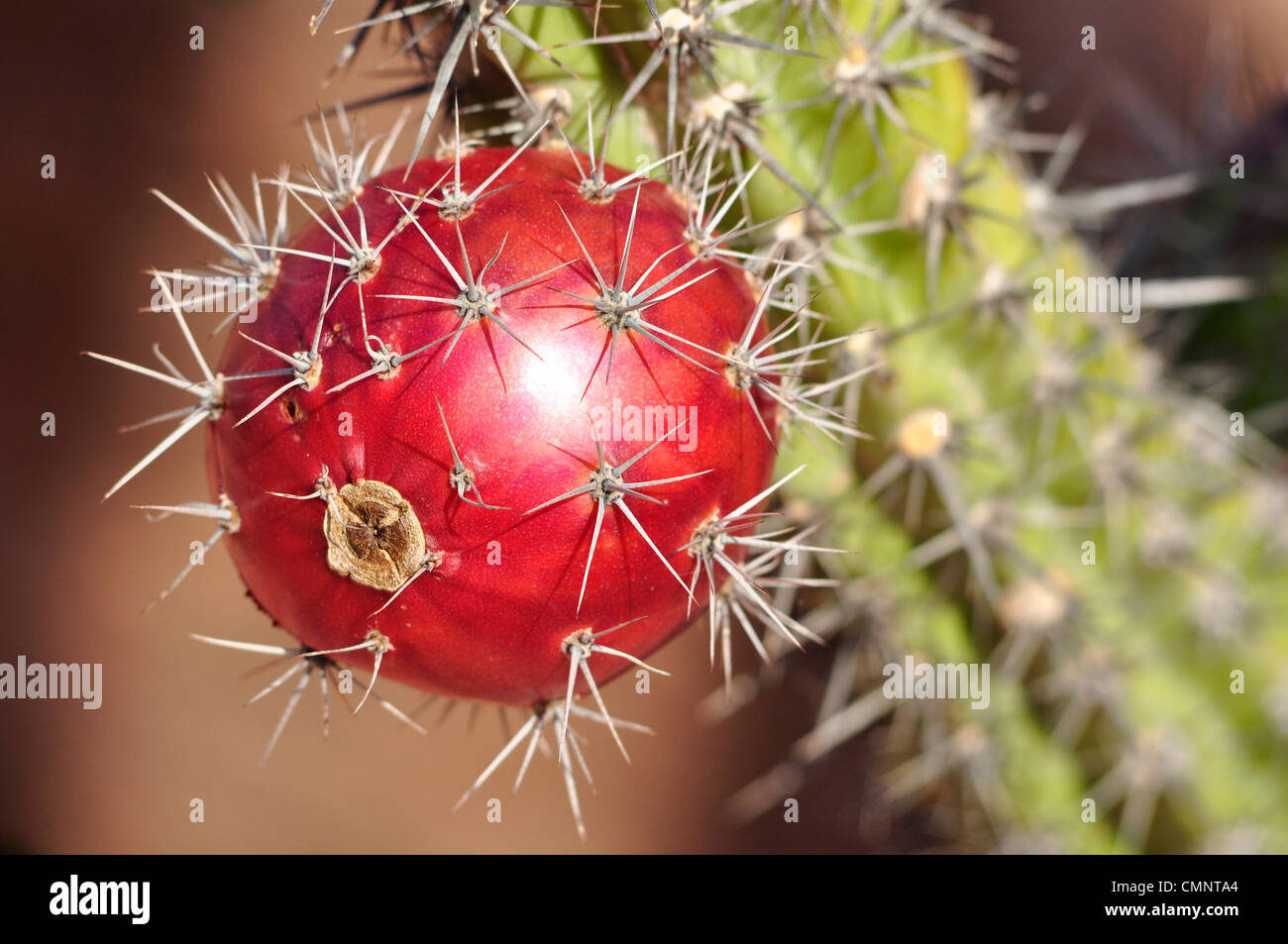 Pitaya cactus hi-res stock photography and images - Alamy