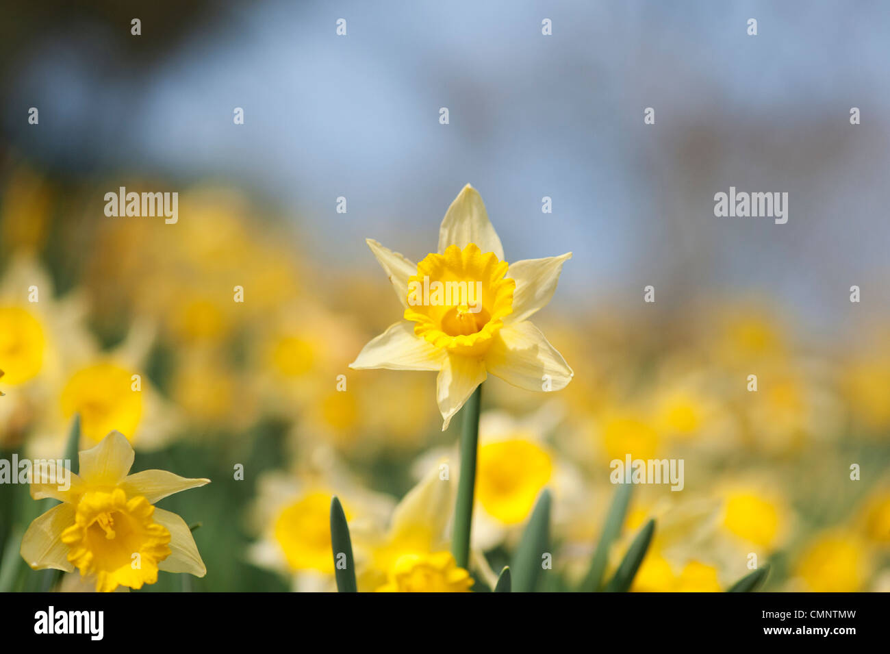 Narcissus daffodils on a grass bank against a blue sky. England Stock Photo